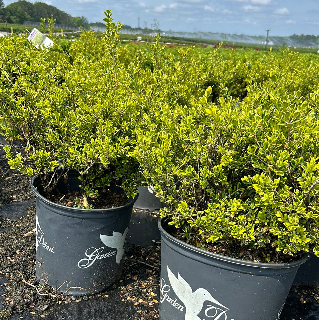 Golden Dream Boxwood showing its characteristic foliage and growth habit