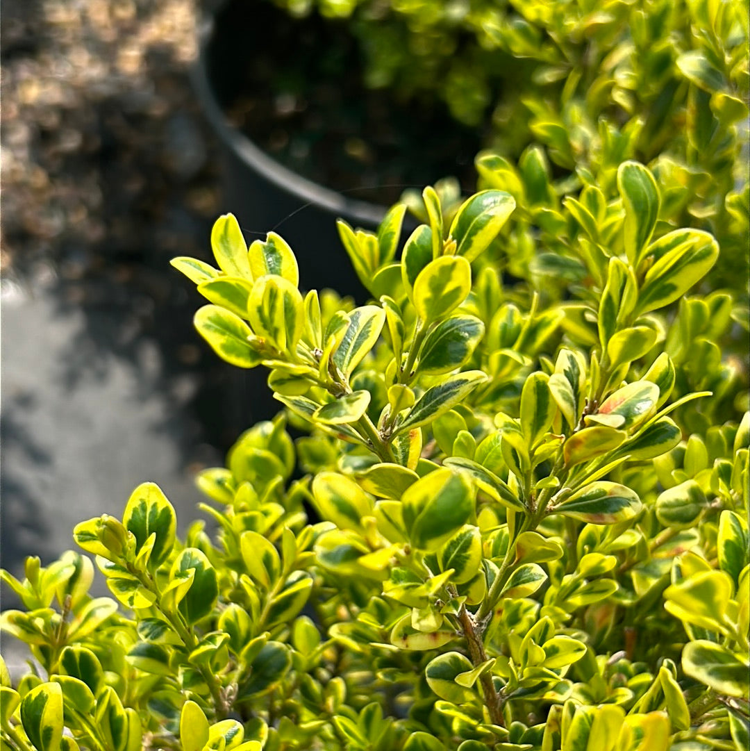 Golden Dream Boxwood showing its characteristic foliage and growth habit