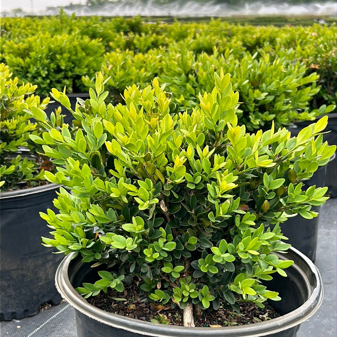 Green Velvet Boxwood showing its characteristic foliage and growth habit