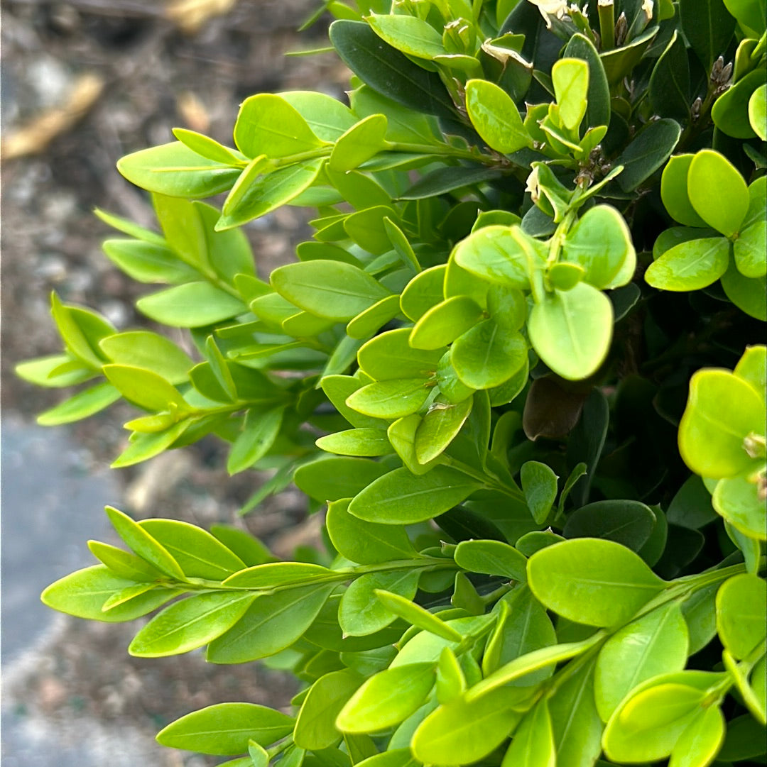 Buxus Green Velvet