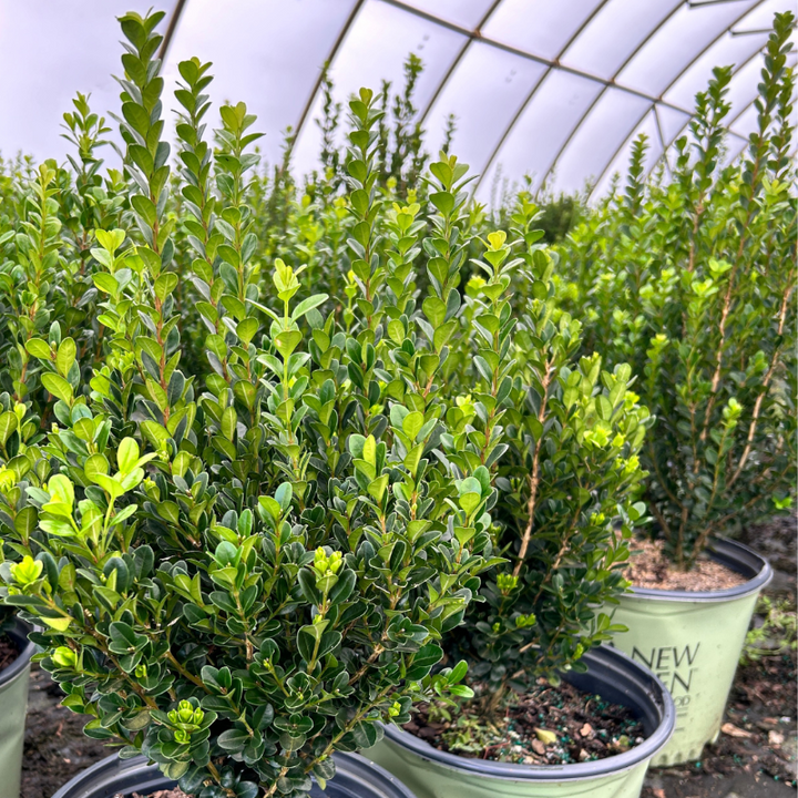 NewGen™ Freedom® Boxwood showing its characteristic foliage and growth habit