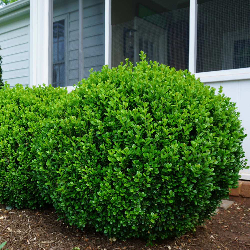 NewGen™ Freedom® Boxwood showing its characteristic foliage and growth habit