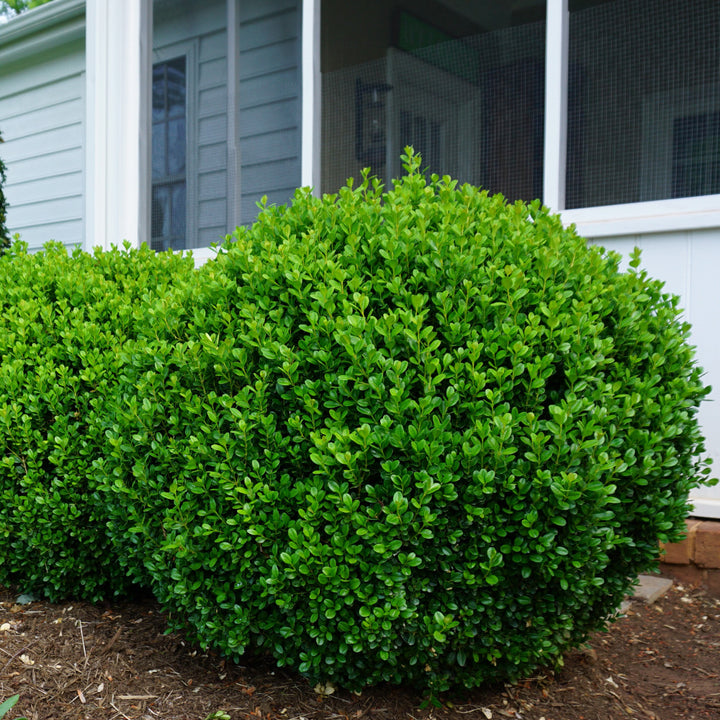 NewGen™ Freedom® Boxwood showing its characteristic foliage and growth habit