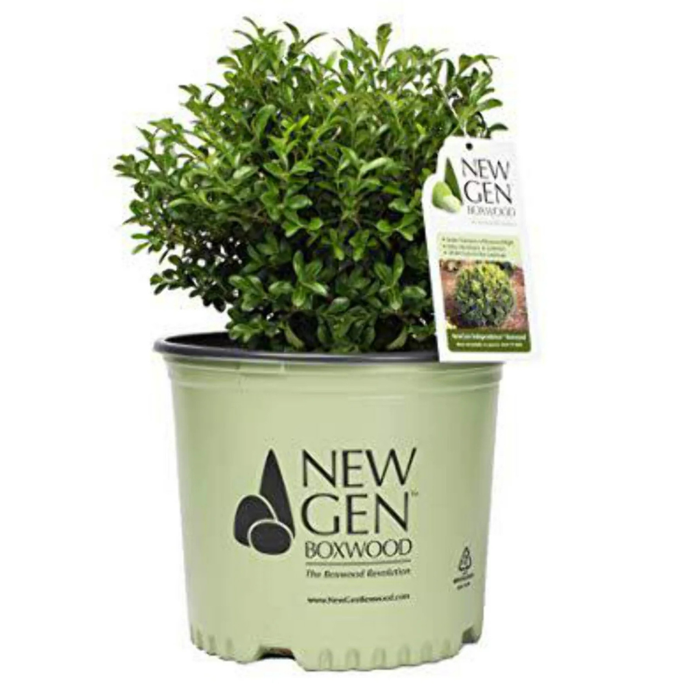 NewGen Independence® Boxwood showing its characteristic foliage and growth habit