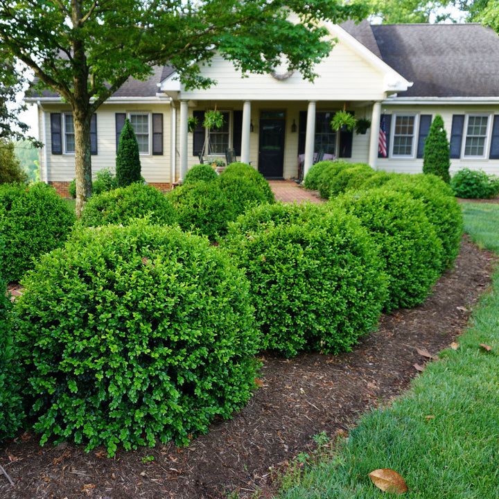 NewGen Independence® Boxwood showing its characteristic foliage and growth habit