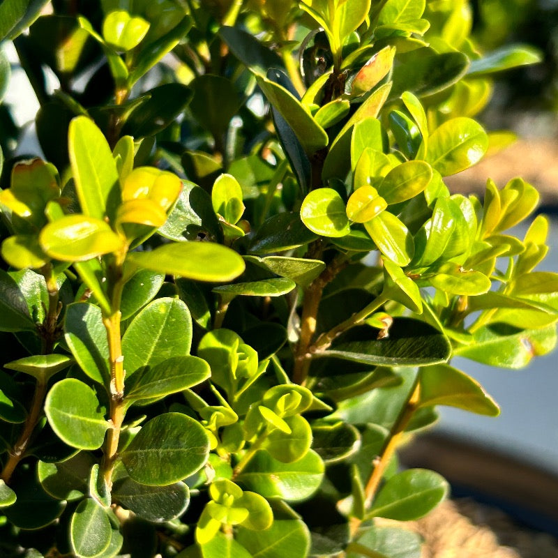 Sprinter® Boxwood showing its characteristic foliage and growth habit