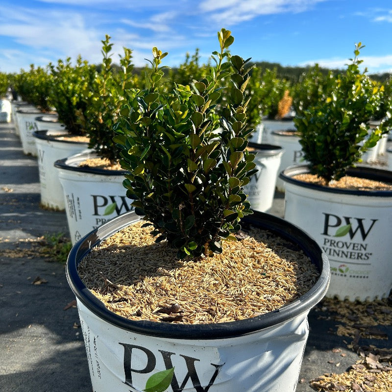 Sprinter® Boxwood showing its characteristic foliage and growth habit