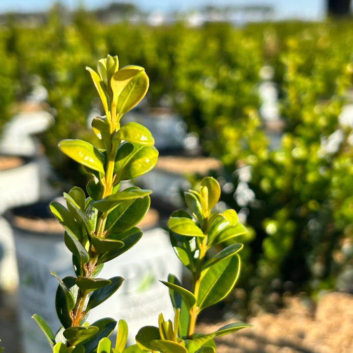Sprinter® Boxwood showing its characteristic foliage and growth habit