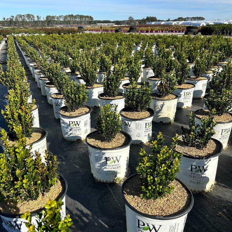 Sprinter® Boxwood showing its characteristic foliage and growth habit