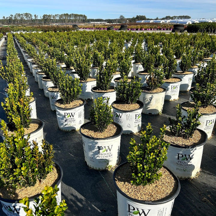 Sprinter® Boxwood showing its characteristic foliage and growth habit
