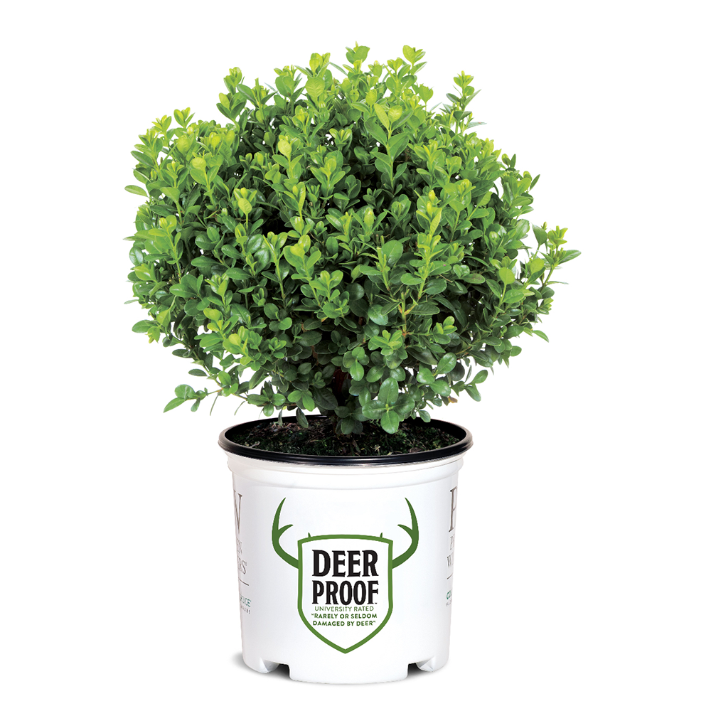 Sprinter® Boxwood showing its characteristic foliage and growth habit