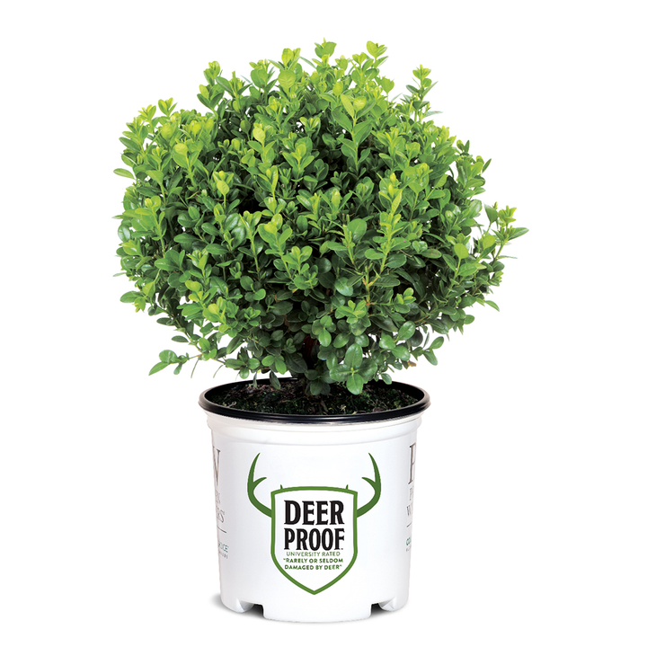 Sprinter® Boxwood showing its characteristic foliage and growth habit