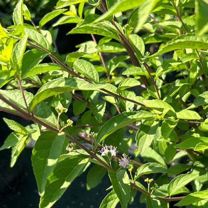 Early Amethyst Beautyberry showing its characteristic foliage and growth habit