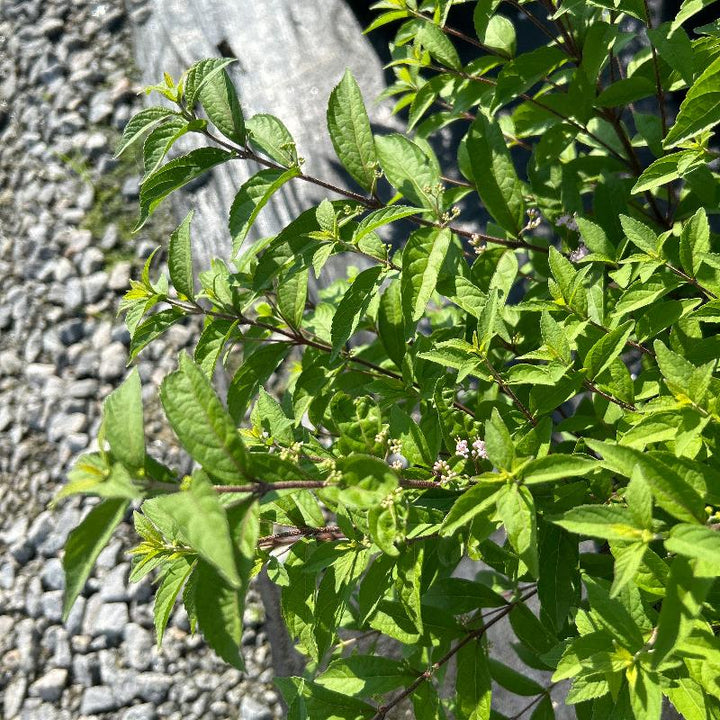 Early Amethyst Beautyberry showing its characteristic foliage and growth habit