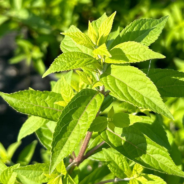 Early Amethyst Beautyberry showing its characteristic foliage and growth habit
