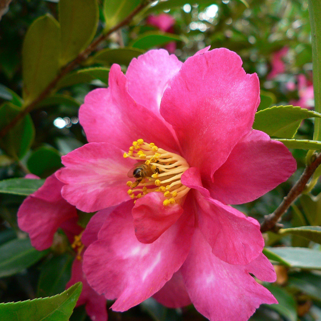Bonanza Camellia with crimson pink semi double flowers