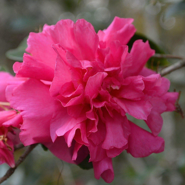 Bonanza Camellia with crimson pink semi double flowers