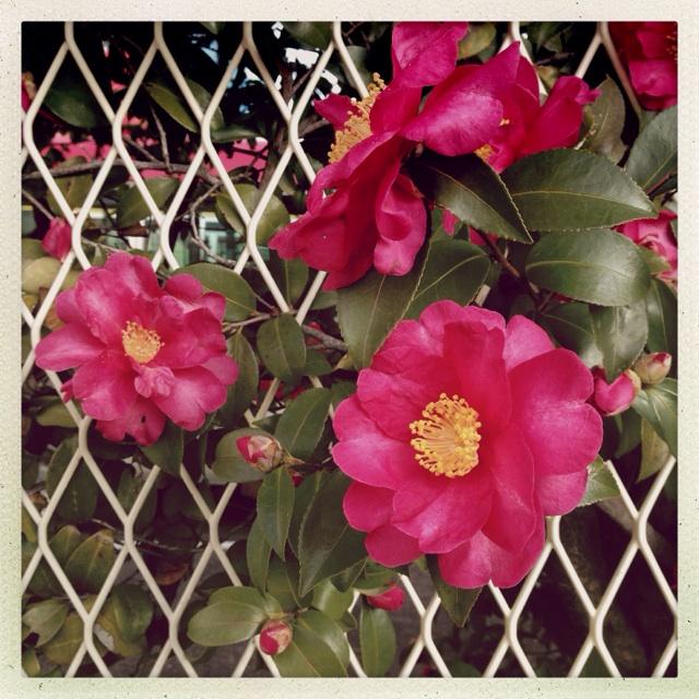 Bonanza Camellia with crimson pink semi double flowers