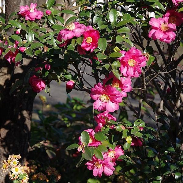 Bonanza Camellia with crimson pink semi double flowers
