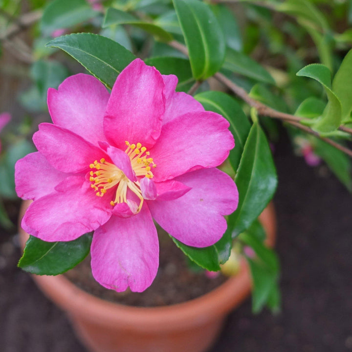 Kanjiro Camellia with pink flowers edged in deep red