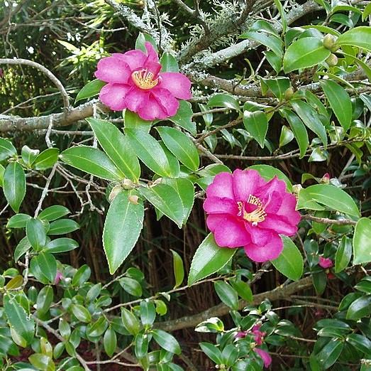 Kanjiro Camellia with pink flowers edged in deep red