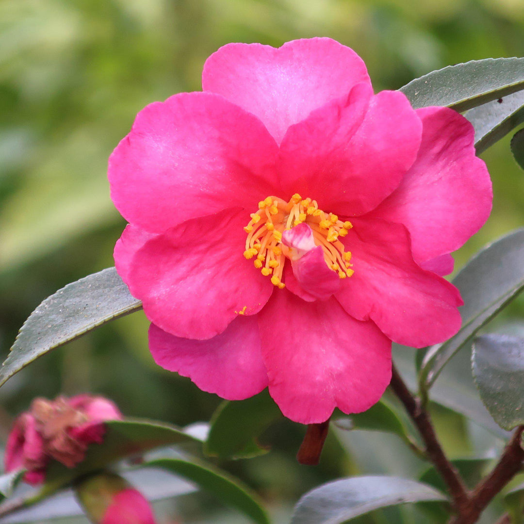 Kanjiro Camellia with pink flowers edged in deep red