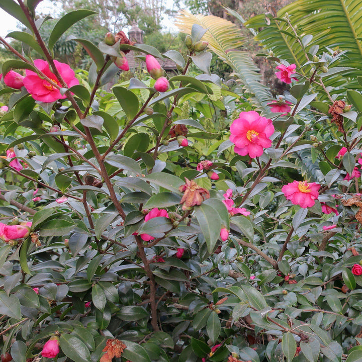 Kanjiro Camellia with pink flowers edged in deep red