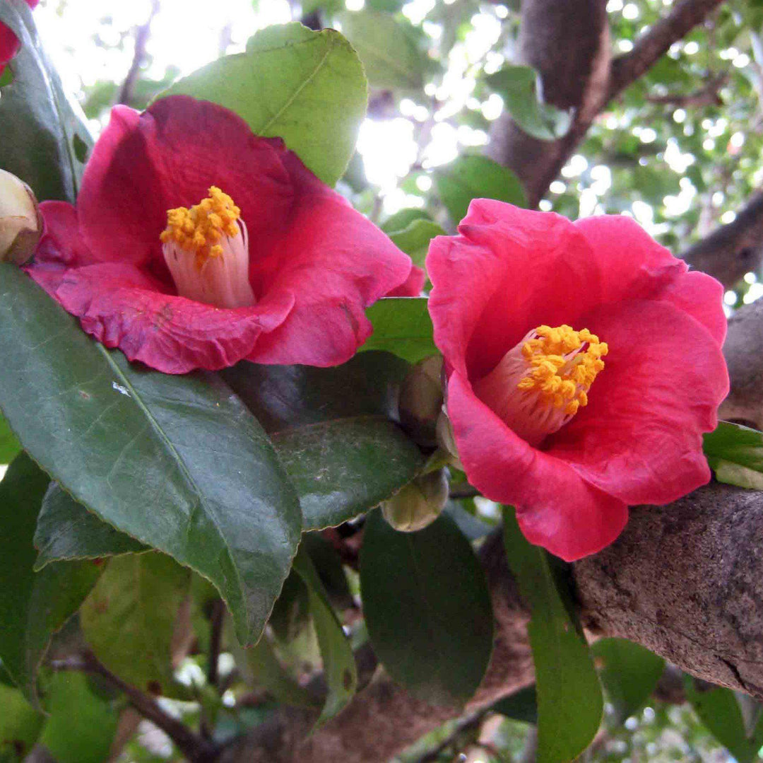 Lady Clare Camellia with large deep pink semi double flowers