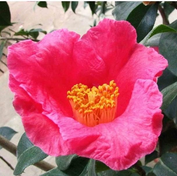 Lady Clare Camellia with large deep pink semi double flowers