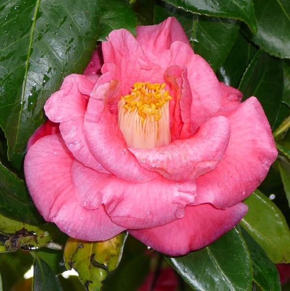 Lady Clare Camellia with large deep pink semi double flowers
