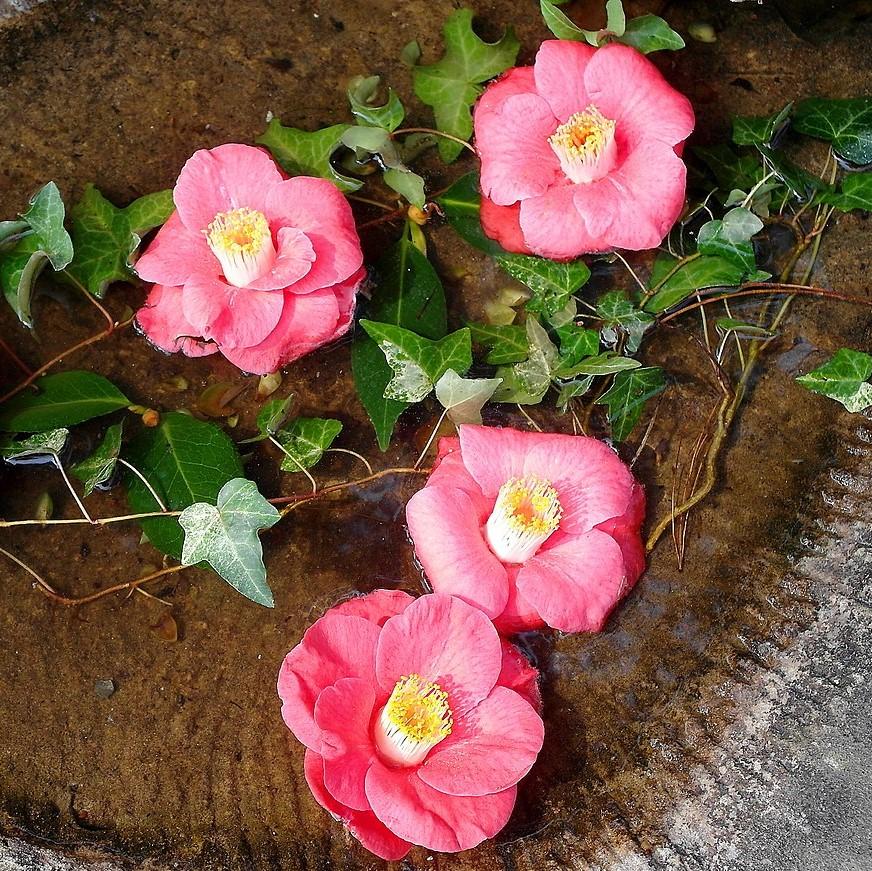 Lady Clare Camellia with large deep pink semi double flowers