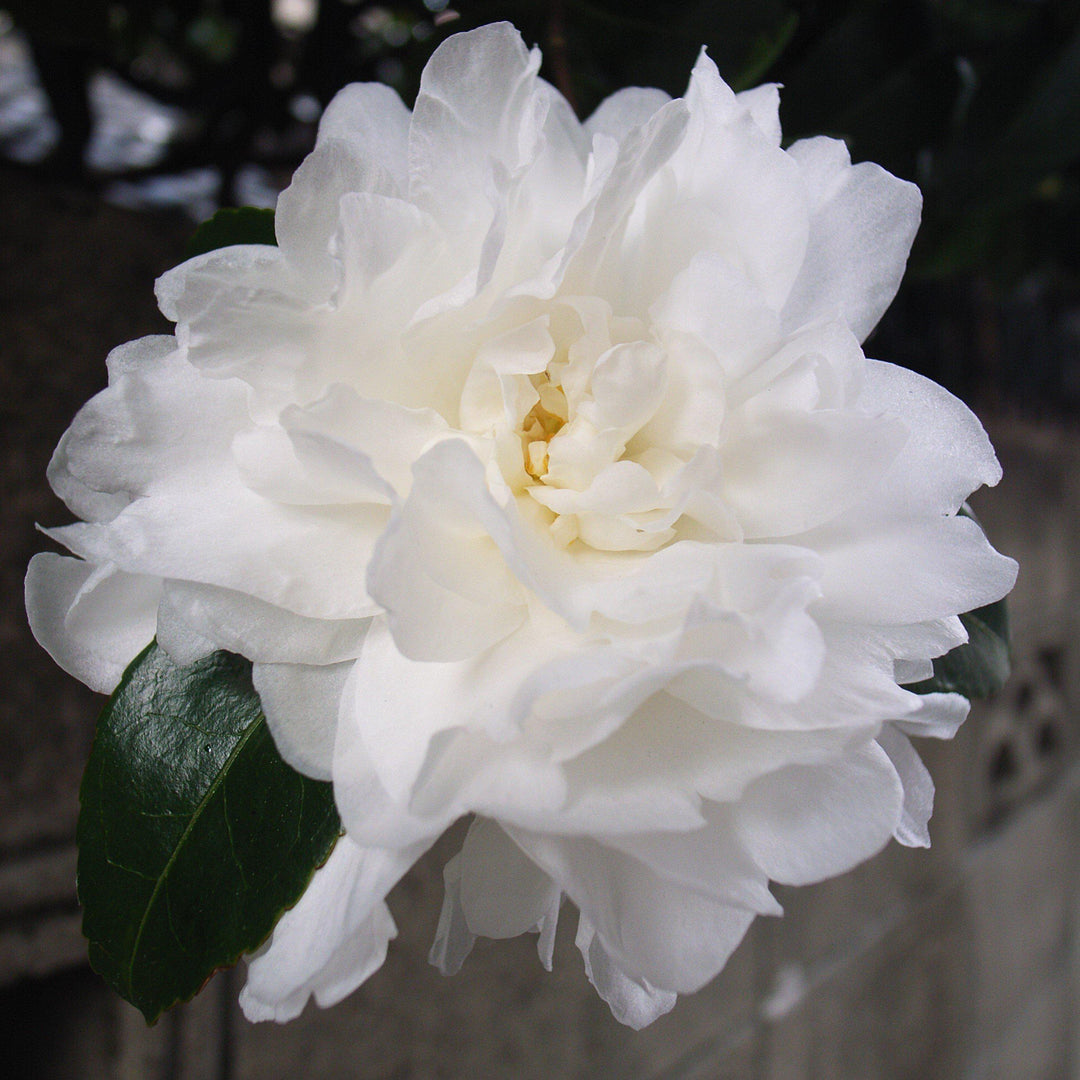 October Magic Ivory Camellia with fully double white flowers