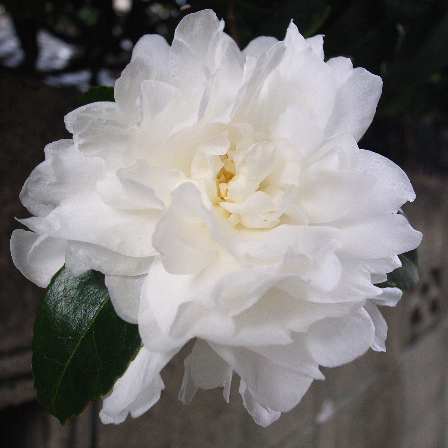 October Magi Camellia October Magic® Ivory™ | GoBuyPlants