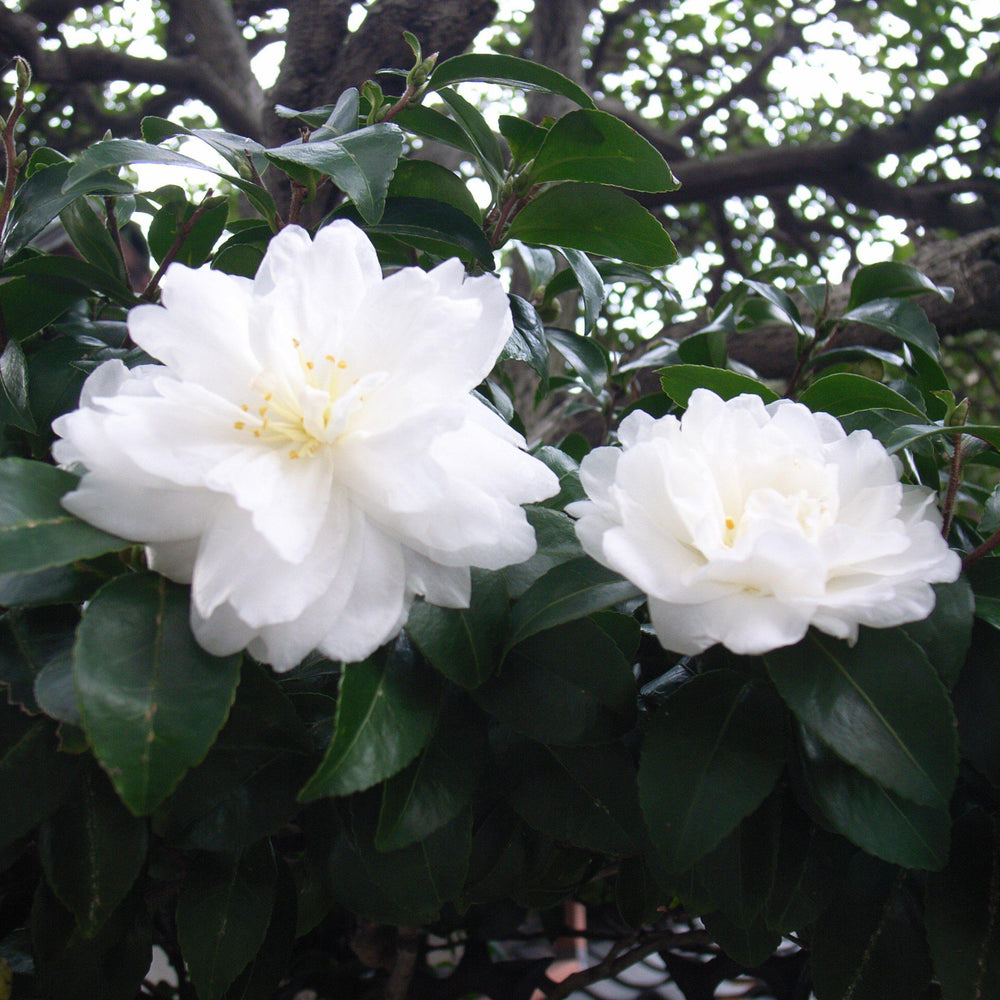 October Magic Ivory Camellia with fully double white flowers
