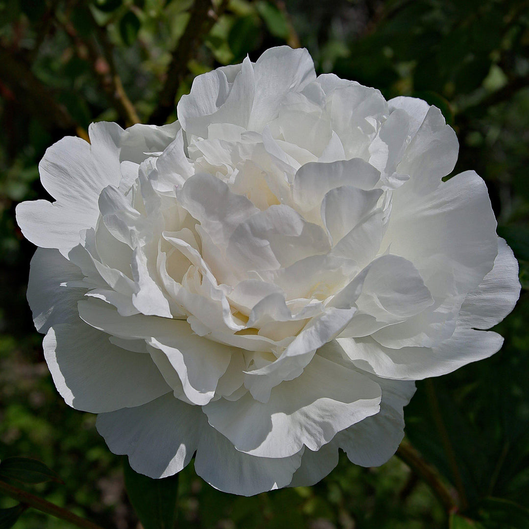 October Magic Ivory Camellia with fully double white flowers