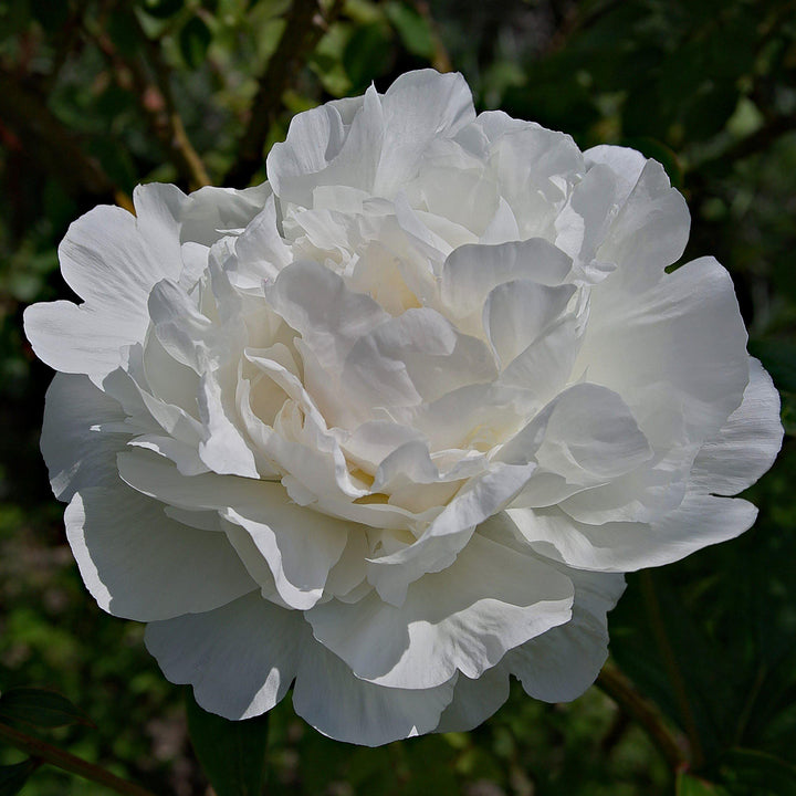 October Magic Ivory Camellia with fully double white flowers