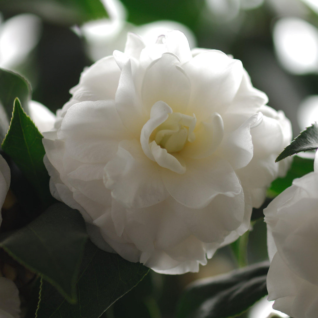 October Magic Ivory Camellia with fully double white flowers