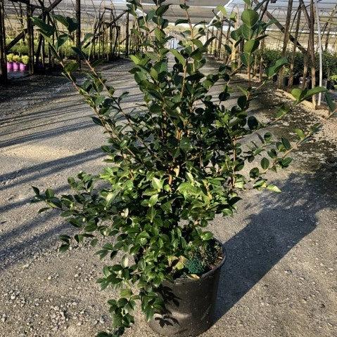 October Magic Ivory Camellia with fully double white flowers