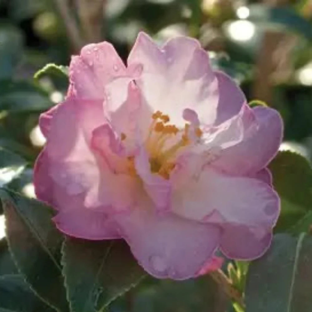 October Magic Orchid Camellia with ruffled rose pink flowers