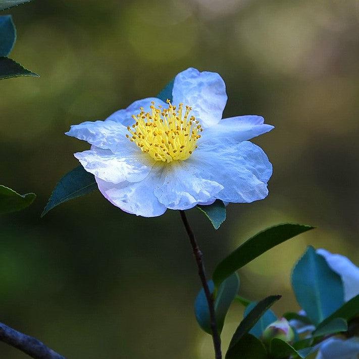 Setsugekka Camellia with large semi double white flowers