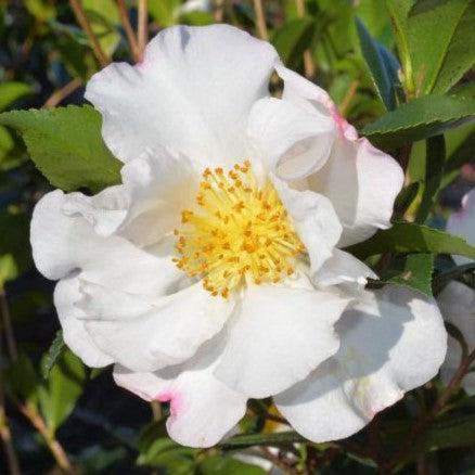 Setsugekka Camellia with large semi double white flowers
