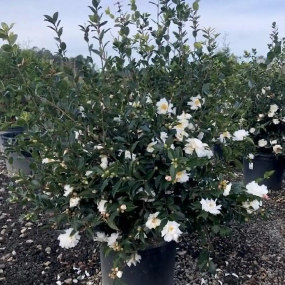 Winter's Snowman Camellia with pink buds and snow white flowers