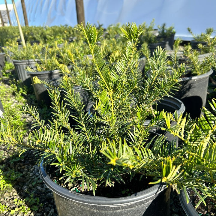 Duke Gardens Japanese Plum Yew with glossy deep green evergreen foliage