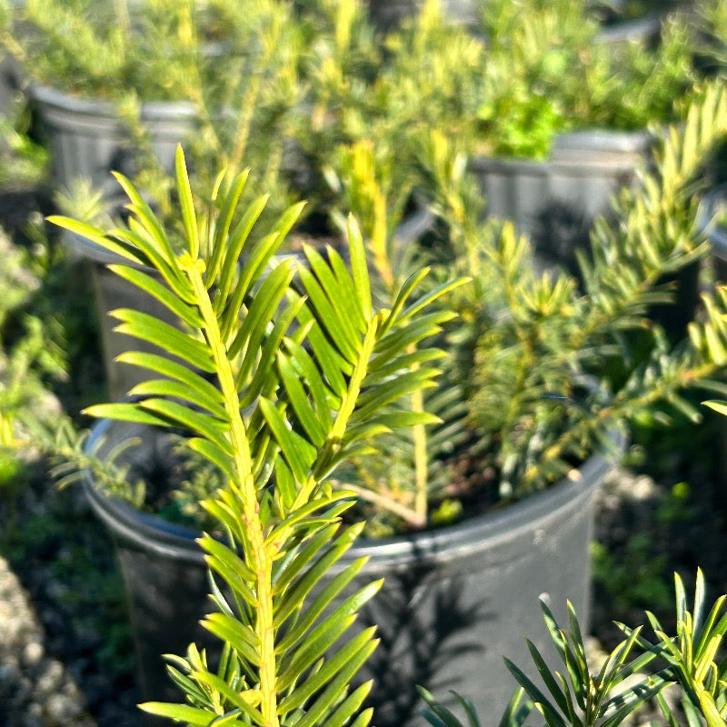 Duke Gardens Japanese Plum Yew with glossy deep green evergreen foliage