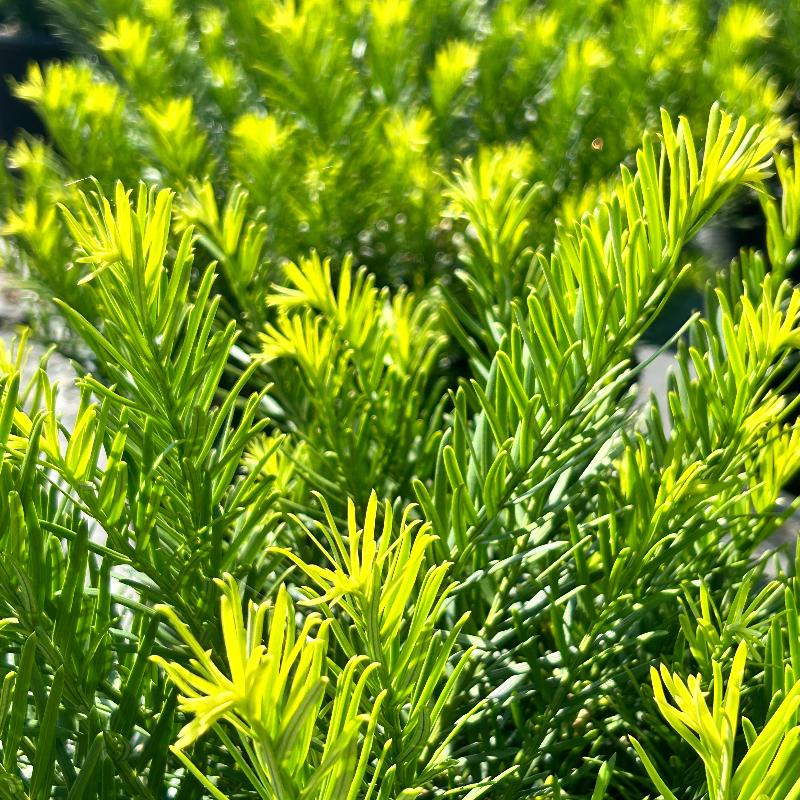 Duke Gardens Japanese Plum Yew with glossy deep green evergreen foliage