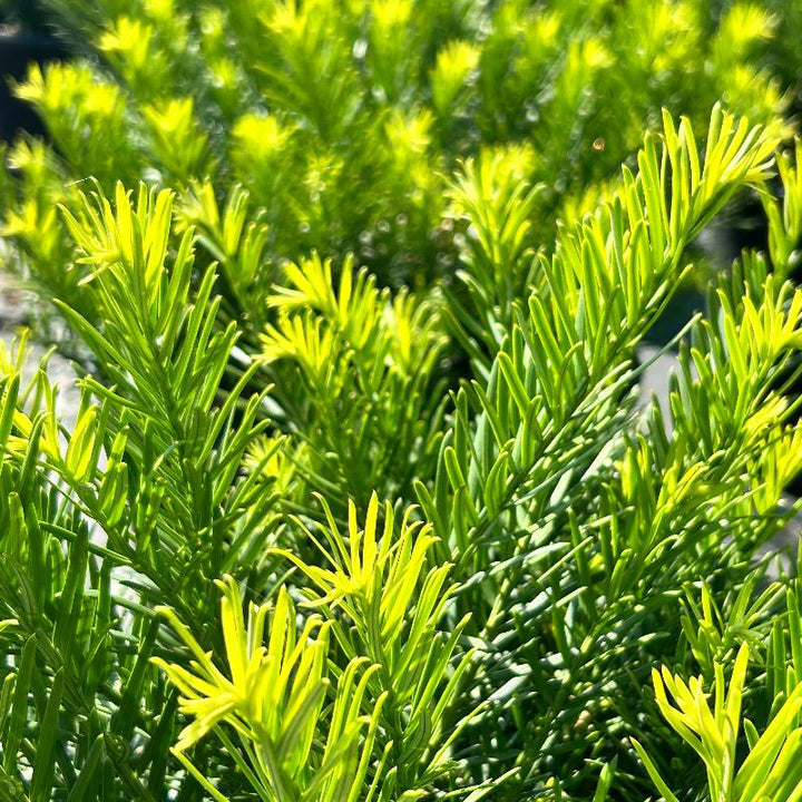 Duke Gardens Japanese Plum Yew with glossy deep green evergreen foliage