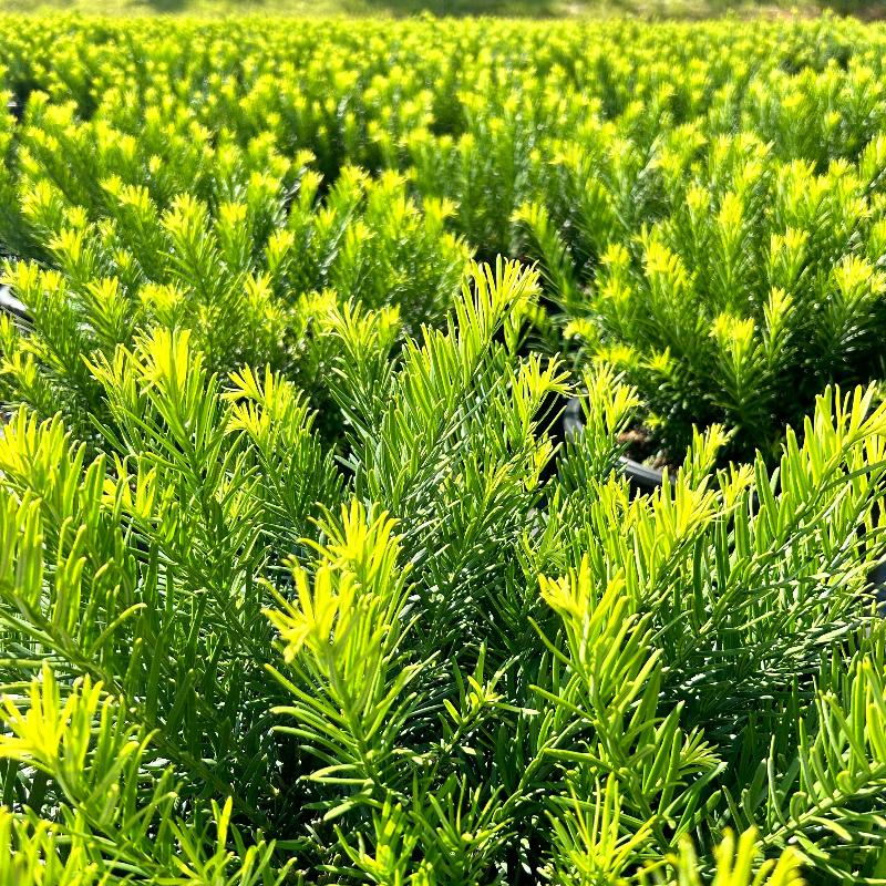 Duke Gardens Japanese Plum Yew with glossy deep green evergreen foliage