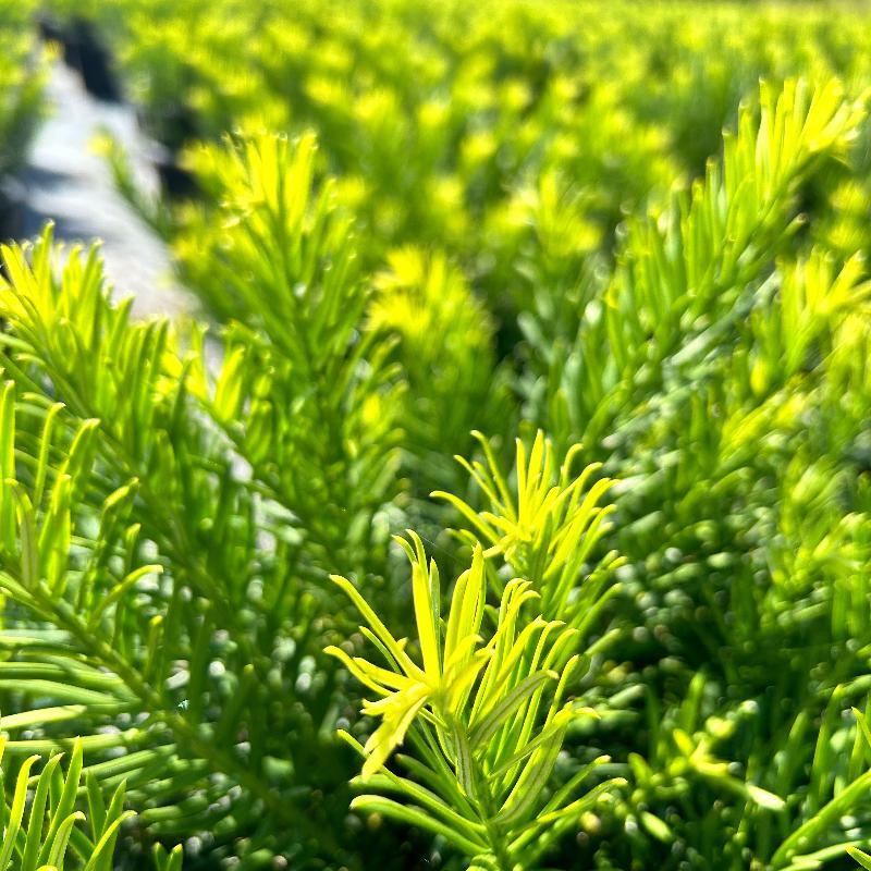 Duke Gardens Japanese Plum Yew with glossy deep green evergreen foliage