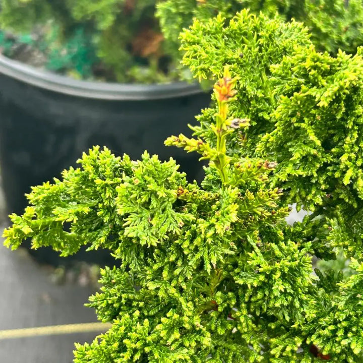 Fernspray Hinoki Cypress with fern-like green evergreen foliage