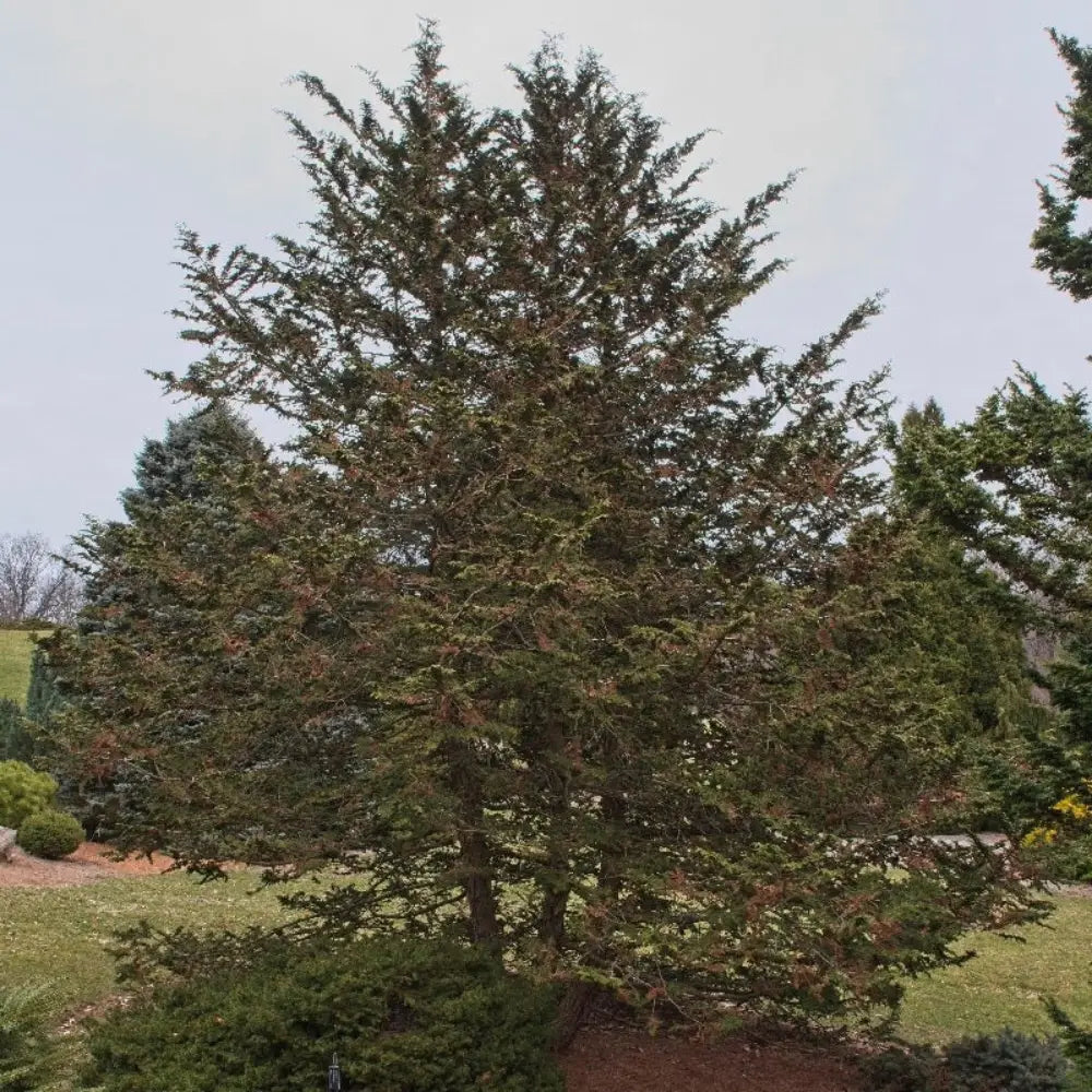 Fernspray Hinoki Cypress with fern-like green evergreen foliage